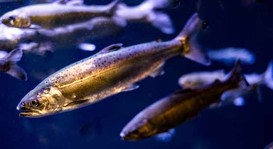 image of juvenile salmonids